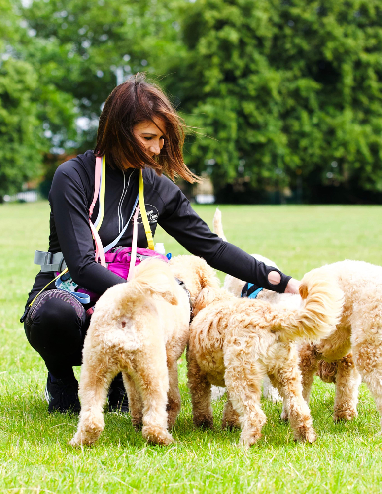 UK Dog Walking Franchise Opportunity with Rachel from The Cockapoo Crew UK Dog Walking Franchise Opportunity with Rachel from The Cockapoo Crew