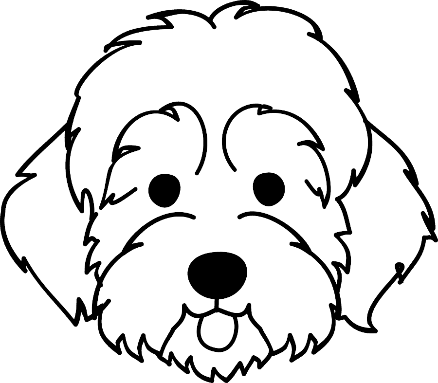 bernedoodle 1