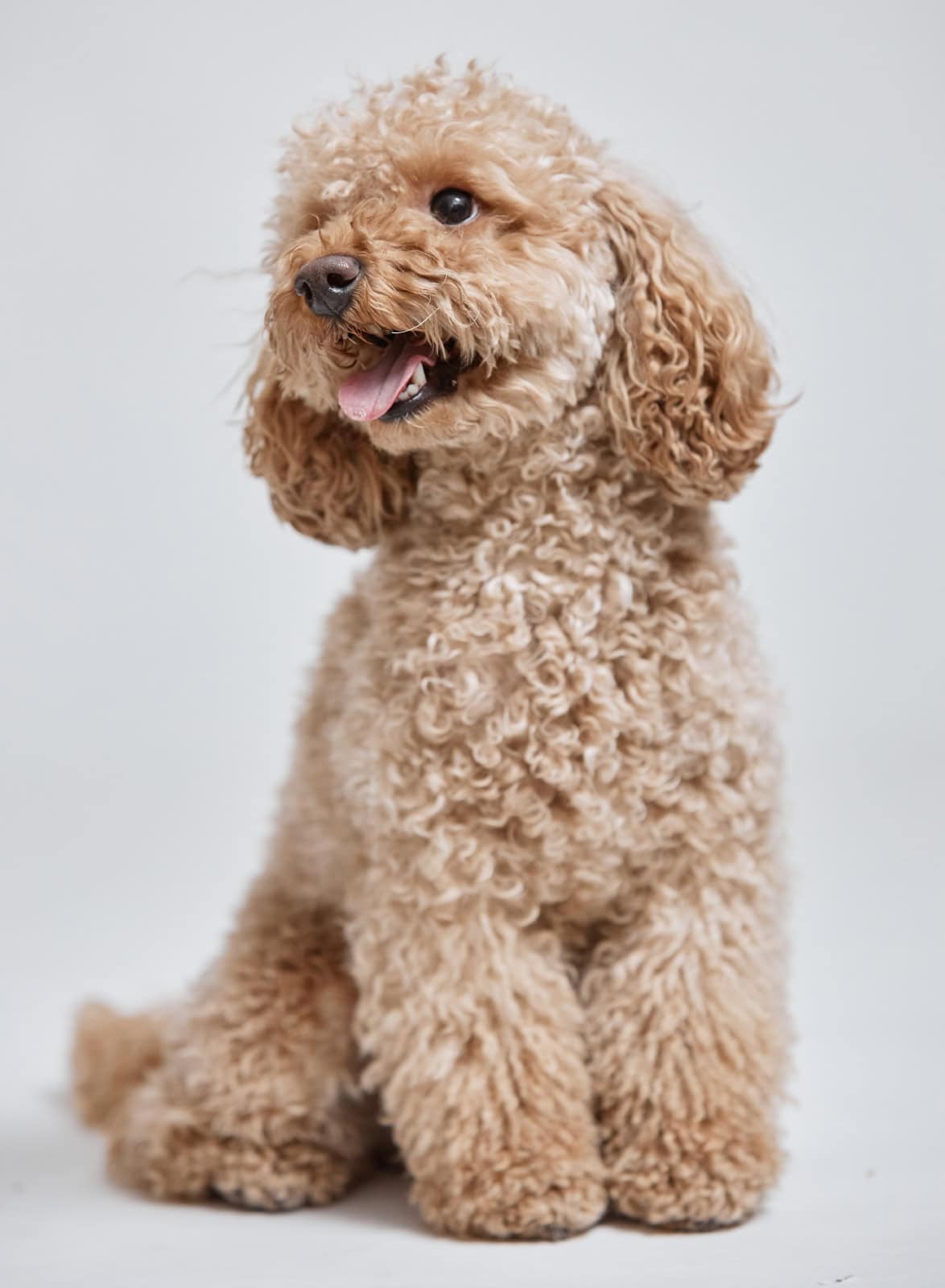 Cute Maltipoo Dog with Curly Hair Cute Maltipoo Dog with Curly Hair