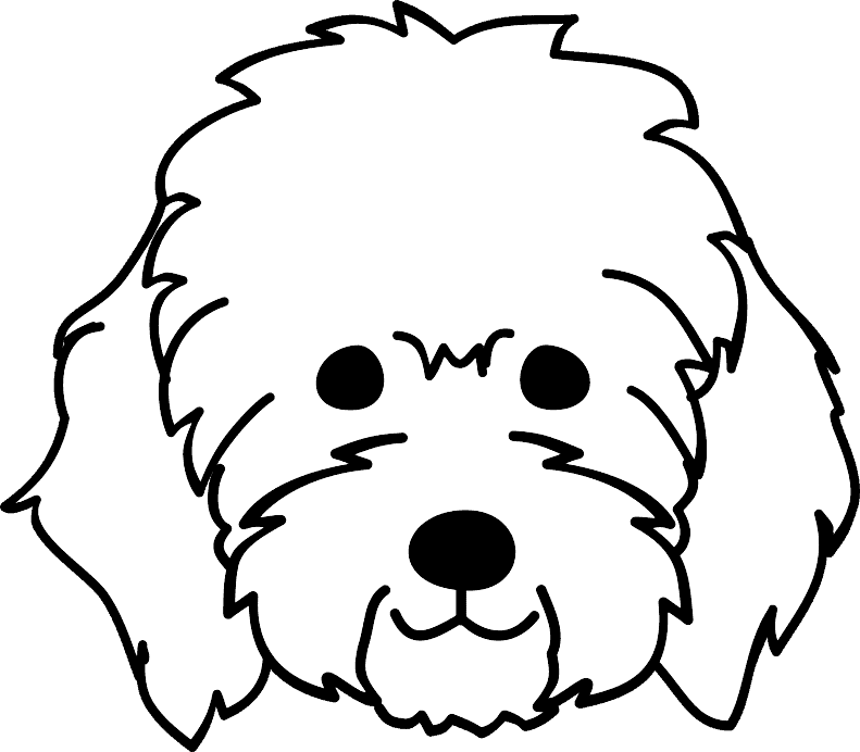 labradoodle 1