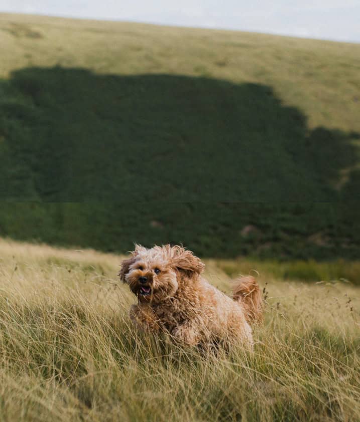 Cockapoo Crew dog walker Heaton Moor, Heaton Chapel, Heaton Mersey, Heaton Norris, Didsbury, Stockport, Greater Manchester and Cheshire Cockapoo Crew dog walker Heaton Moor, Heaton Chapel, Heaton Mersey, Heaton Norris, Didsbury, Stockport, Greater Manchester and Cheshire