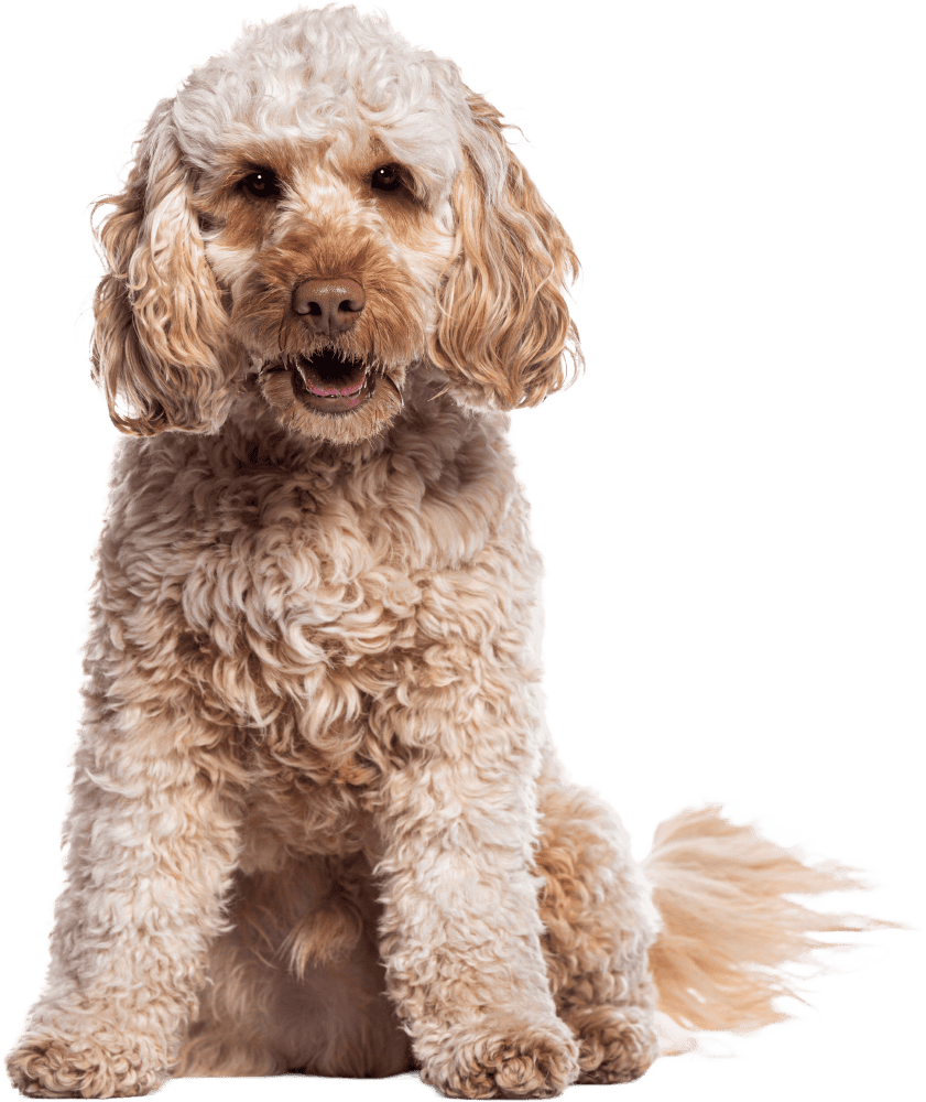 Dog Walking Franchise for Cockapoo Dogs Dog Walking Franchise for Cockapoo Dogs