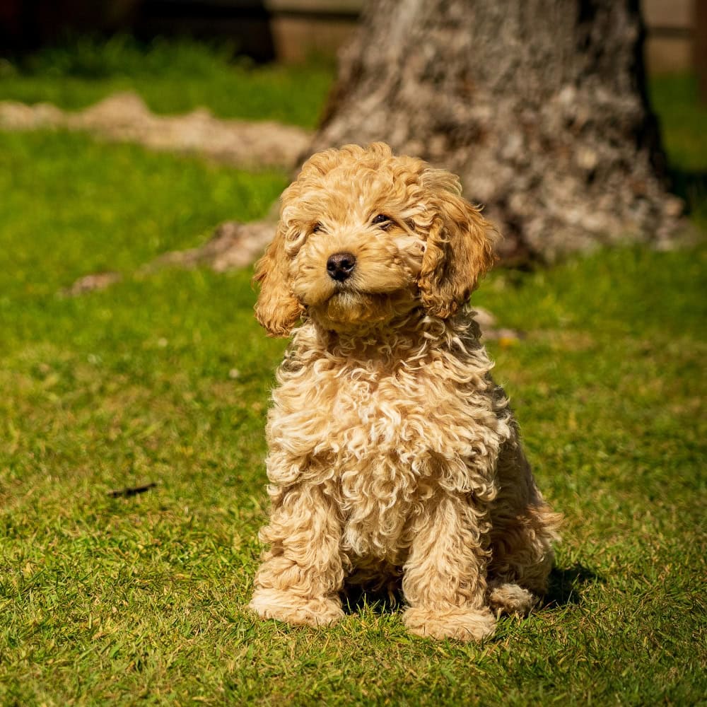 Dog walker Heaton Moor, Heaton Chapel, Heaton Mersey, Heaton Norris, Didsbury, Stockport, Greater Manchester, Cheshire Dog walker Heaton Moor, Heaton Chapel, Heaton Mersey, Heaton Norris, Didsbury, Stockport, Greater Manchester, Cheshire