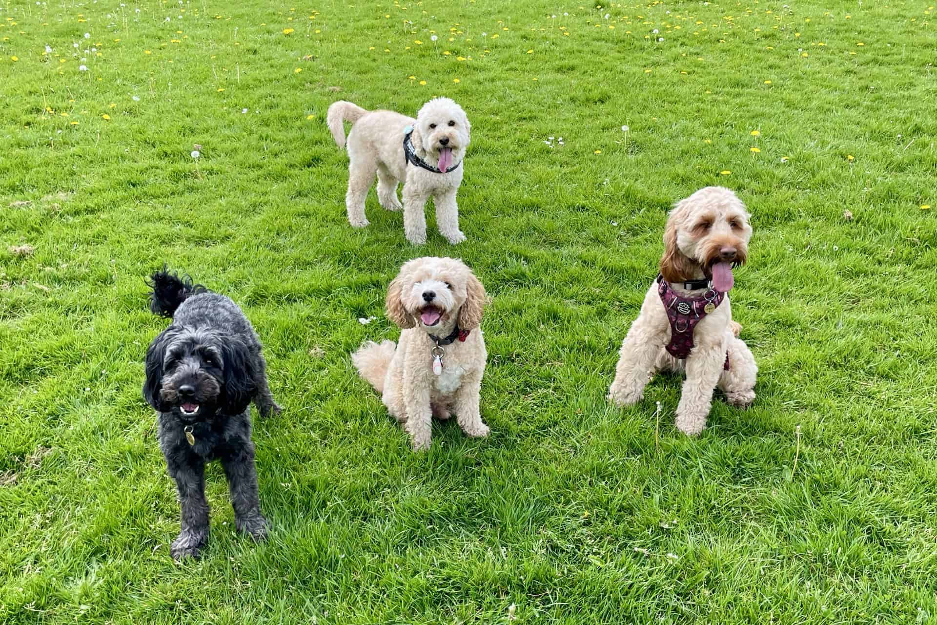 The Cockapoo Crew on a group dog walk The Cockapoo Crew on a group dog walk