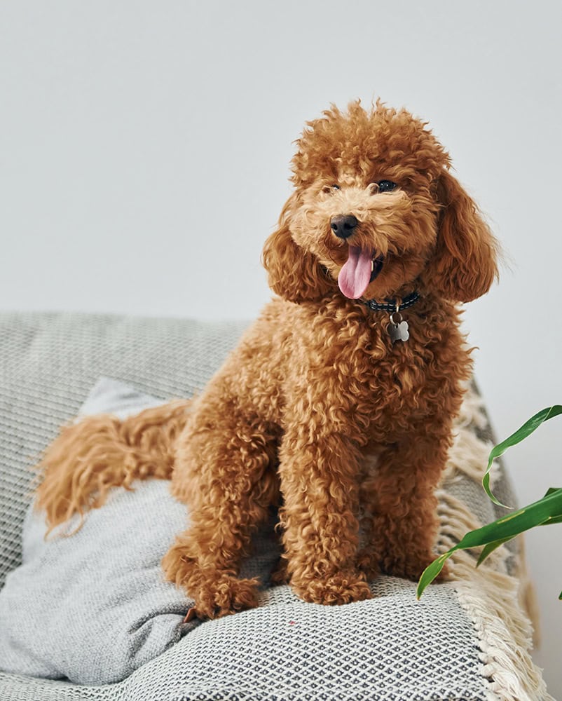 Pet sitting Heaton Moor, Heaton Chapel, Heaton Mersey, Heaton Norris, Didsbury, Stockport, Greater Manchester, Cheshire